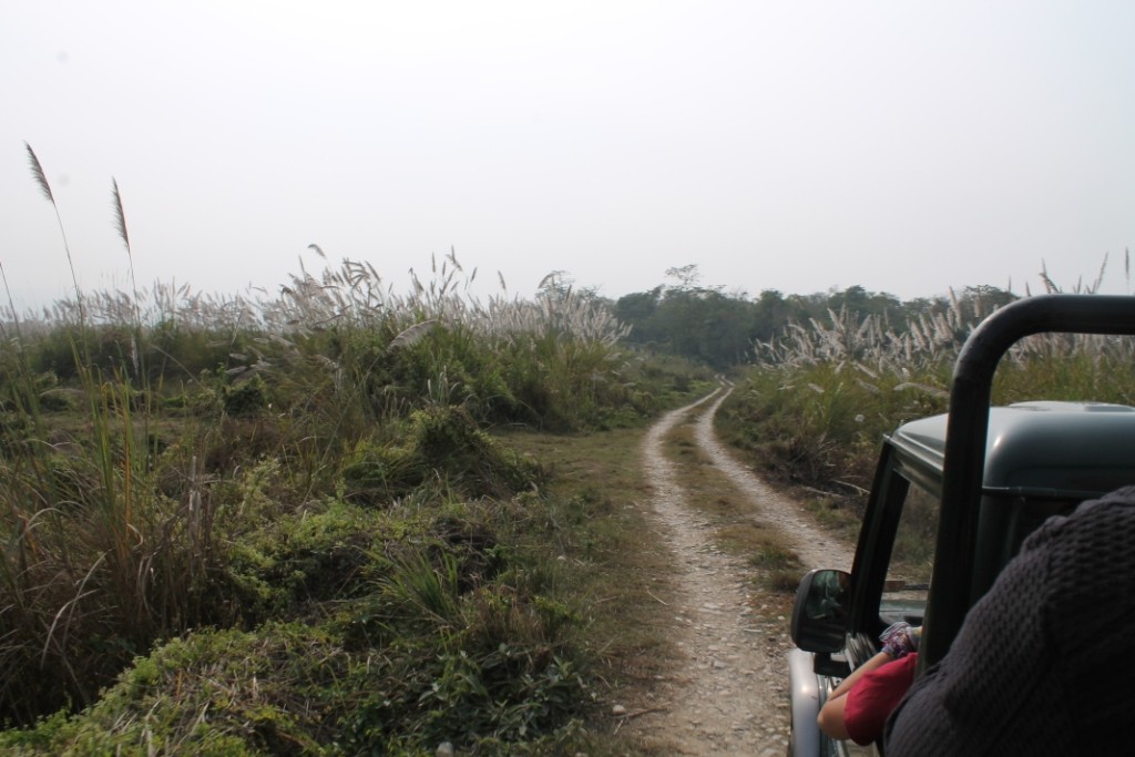 Dann gings auf dem Jeep los, wobei wir zuerst durch das hohe Elefantengras gefahren sind, wobei man sich vorkam wie ein kleines Insekt, dass durch eine Wiese krabbelt.
