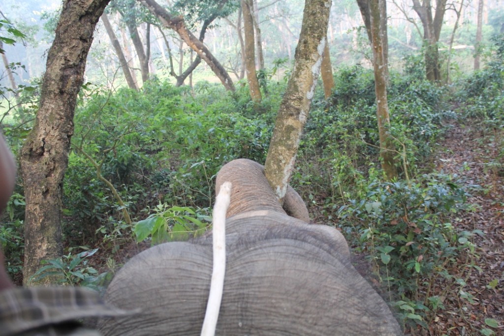 Unser Elefant wollte aber zuerst mal einen Baum fällen... Danach ging es aber relativ reibungslos weiter:)